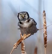 Image result for Ontario Birds of Prey