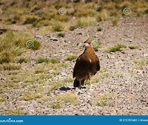 Image result for Adolescent Mountain Lion