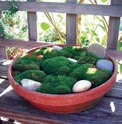 Image result for Moss Dish Garden