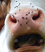 Image result for Hare Open Mouth