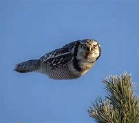 Image result for Dumb Owl