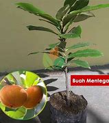 Image result for Buah Mentega