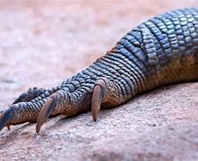 Image result for Pretty Wild Animals