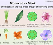 Image result for Monocot and Dicot Seeds Examples