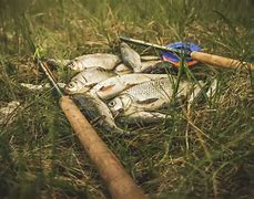 Image result for Fish Caught Fly Fishing in a Stream