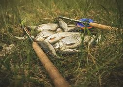 Image result for Fly Fishing Catch