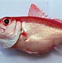 Image result for Ikan Kakap Kalimantan Barat