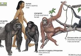 Image result for Primate Genus Chart