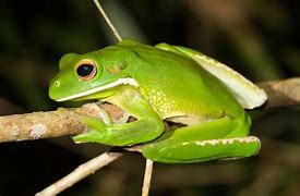 Image result for White Flower Frog