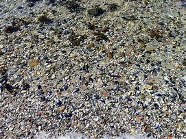 Image result for Beach Sea Shells