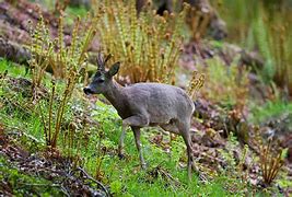 Image result for Corzo Animal