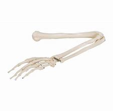 Image result for Skeletal Hand and Arm