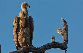 Image result for Vulture Spirit