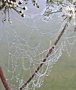 Image result for Spider Web Dew