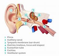 Image result for Ear Canal Fungus Photos