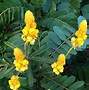 Image result for Shrubs with Yellow Flowers and Brown Leaves