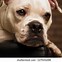 Image result for Old Victorian Bulldog