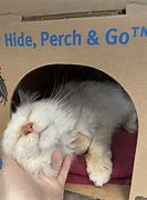 Image result for senior cat care