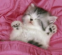 Image result for Cat with Pink Background