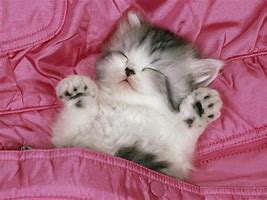 Image result for Smart Cat with Pink Background