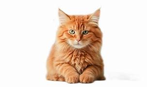 Image result for Red-Eyed Cat