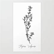 Image result for Orangelo Thyme Free Image