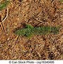 Image result for Brown Dry Tree