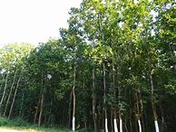 Image result for Shorea Robusta