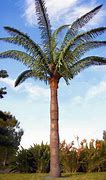 Image result for Artificial Palm Tree