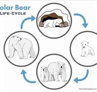 Image result for Polar Bear Life Cycle Chart