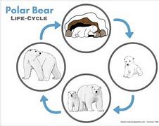 Image result for Polar Bear Life Cycle