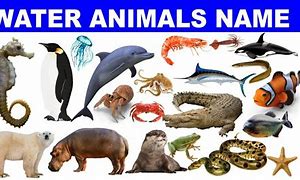 Image result for Water Animal PFP