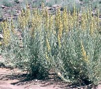 Image result for Hot Desert Plants South Africa