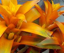 Image result for Bromeliad