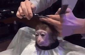 Image result for Cutting Monkey Hair Meme