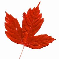 Image result for Maple Leaf