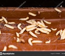 Image result for Old Food Maggots