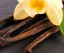 Image result for Vanilla Orchid South America