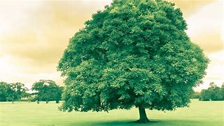 Image result for Cool Tree Wallpapers