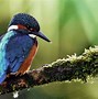 Image result for Kingfisher Wallpaper 4K