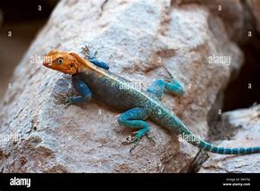 Image result for African Rainbow Lizard