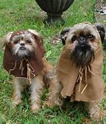 Image result for Ewok Doll