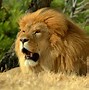 Image result for Teenage Male Lion