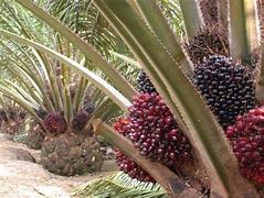 Image result for KELAPA SAWIT Jengka