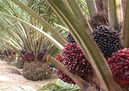 Image result for KELAPA SAWIT