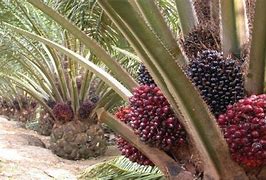 Image result for Kandungan KELAPA SAWIT