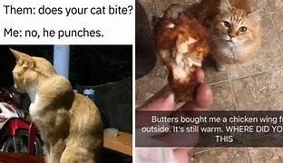 Image result for Orange Tabby Cat Memes