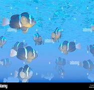 Image result for School of Clownfish