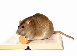 Image result for Rat Reading Book