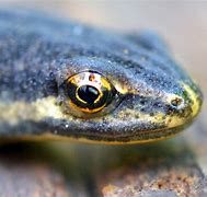 Image result for Newt Eyes